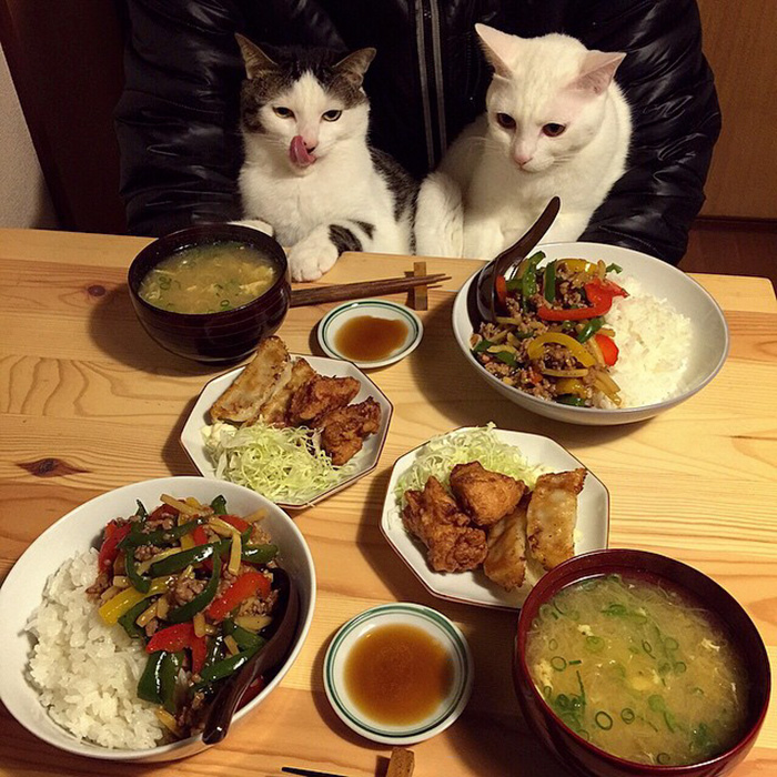 коты едят