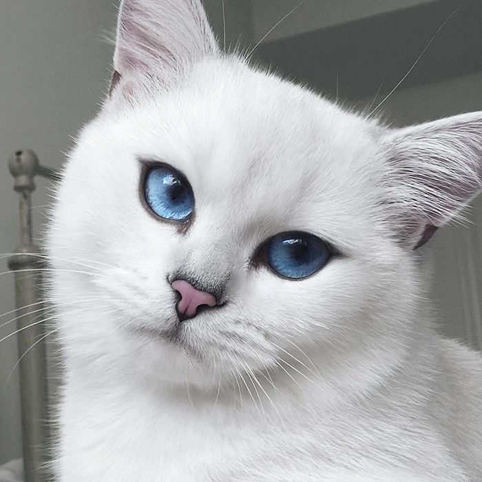 кот с голубыми глазами