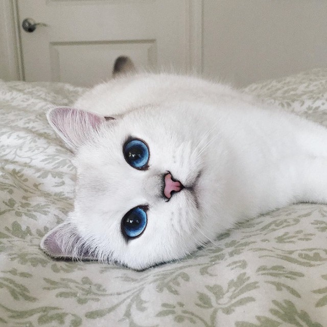 кот с голубыми глазами