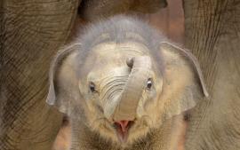 Слоненок в чужом зоопарке